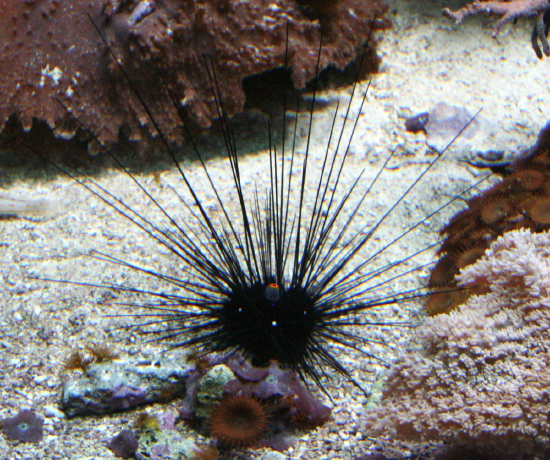  Diadema setosum (Black Longspine Urchin)